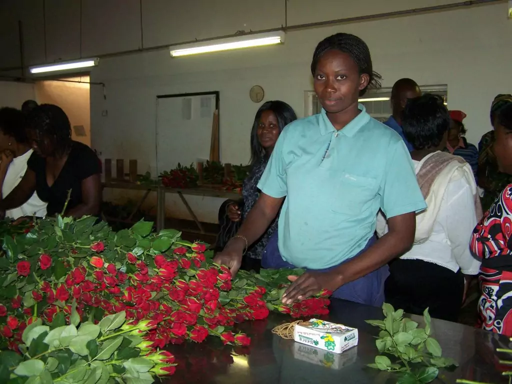Blumensortiererin in Sambia